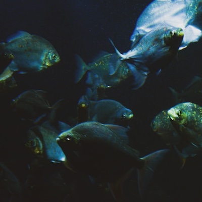 a school or green and blue fish in dark water